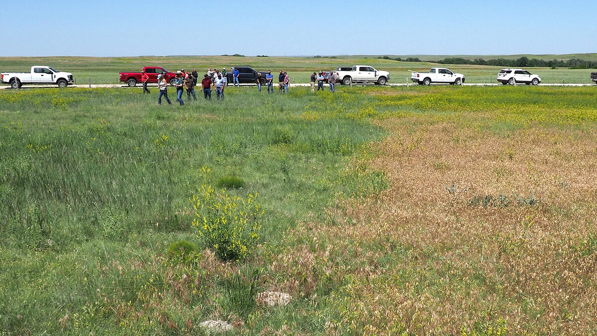 pasture with producers