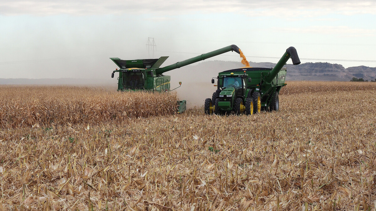 corn harvest