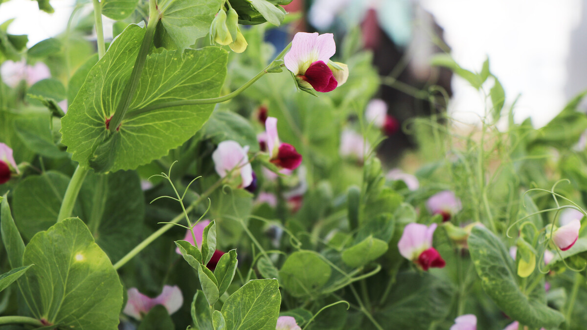 Field peas
