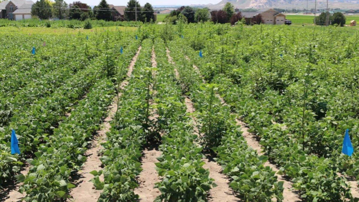 Palmer amaranth