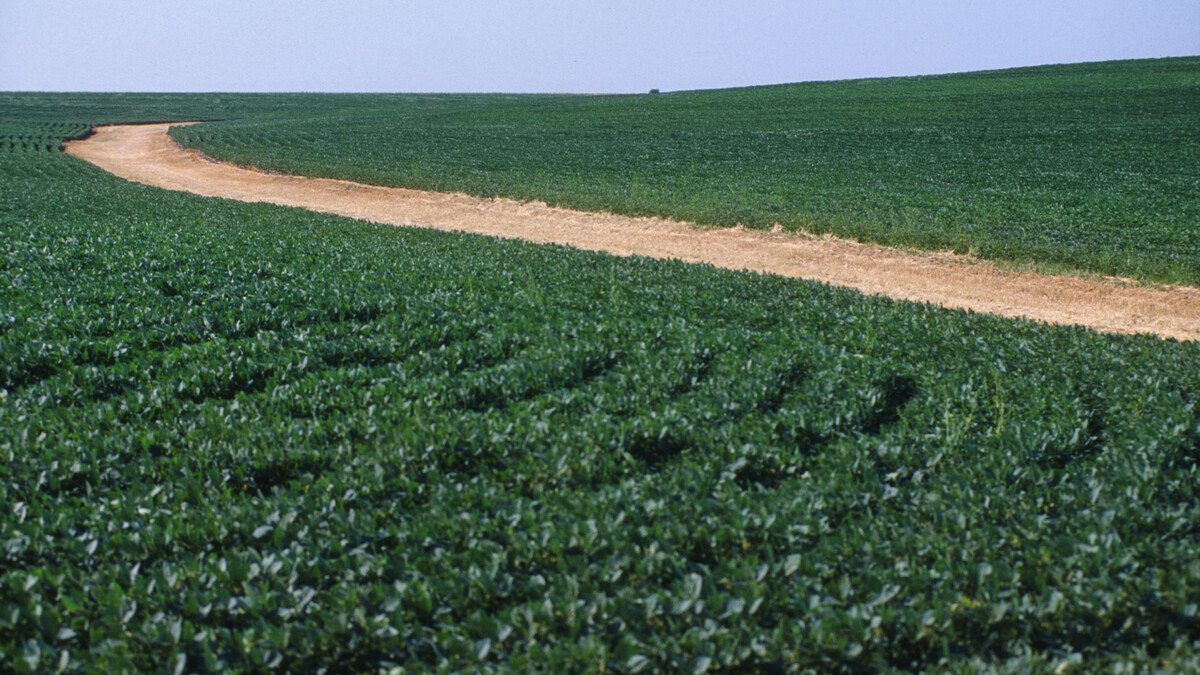 Soybeans