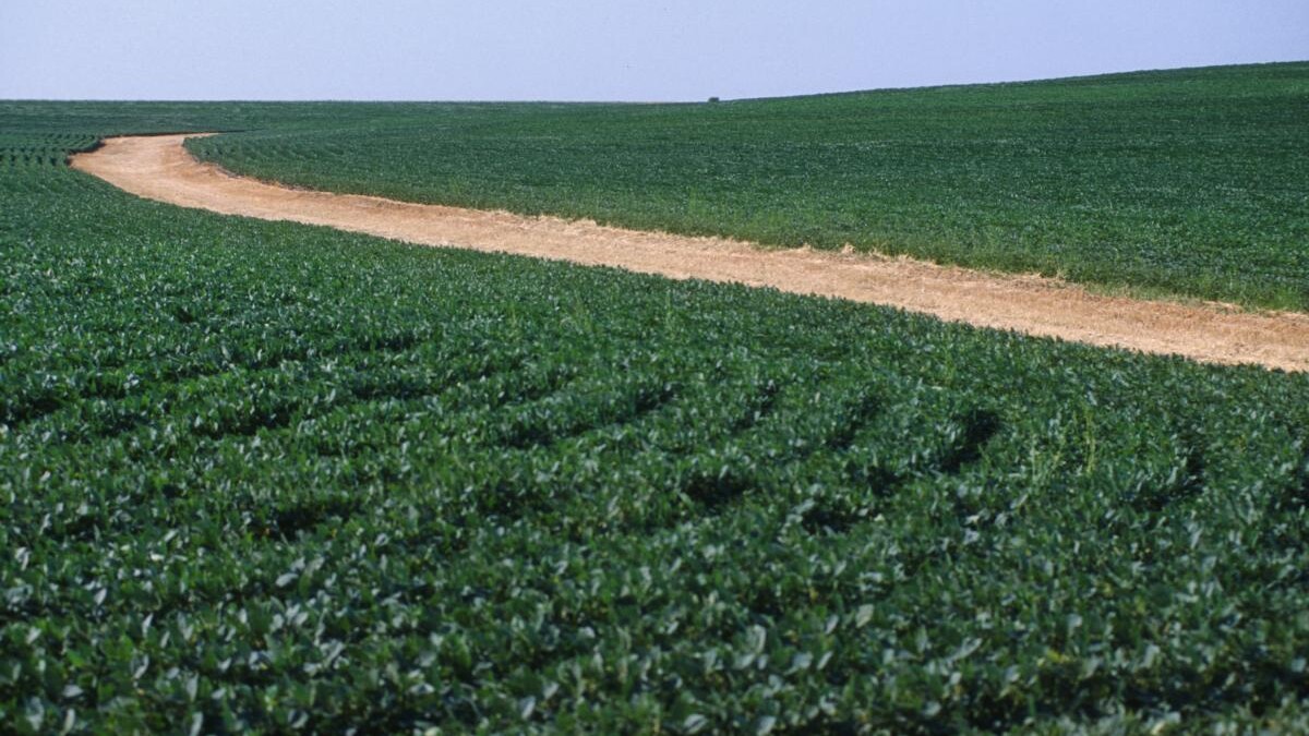 Crops