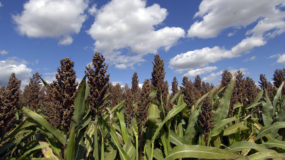 Sorghum
