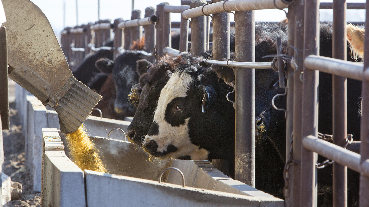 cattle feeding on corn