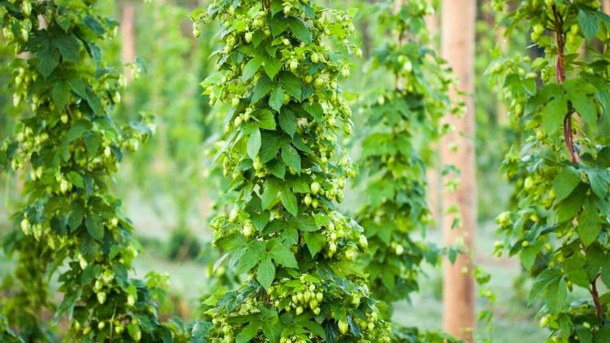 Hops