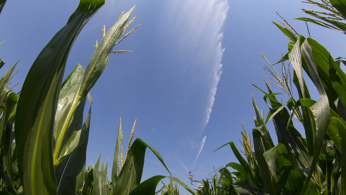Corn
