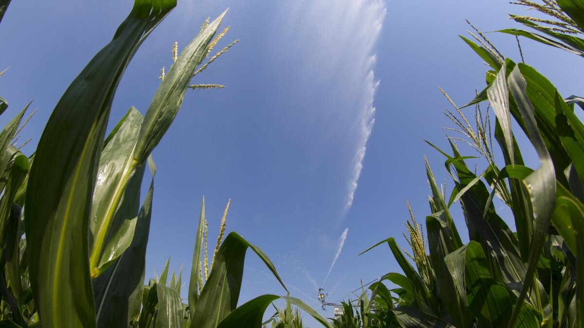 rowers utilizing variable rate seeding in continuous corn production. links to larger image.