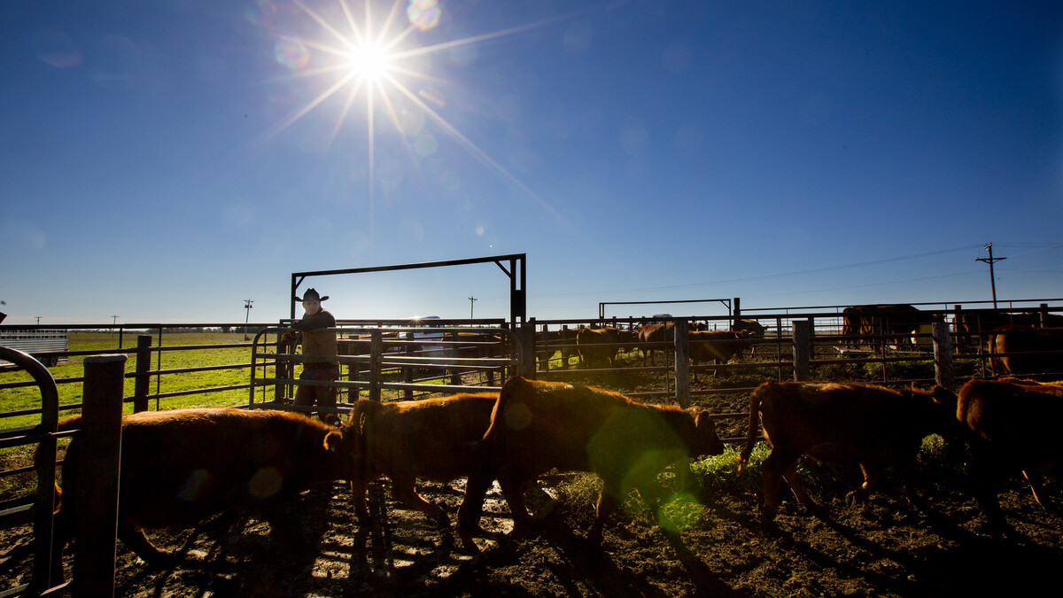 Cattle 