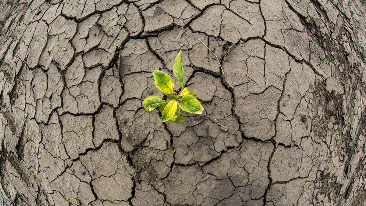 small plant growing in soil dry from drought