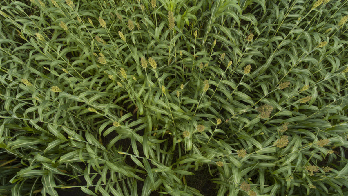 sorghum