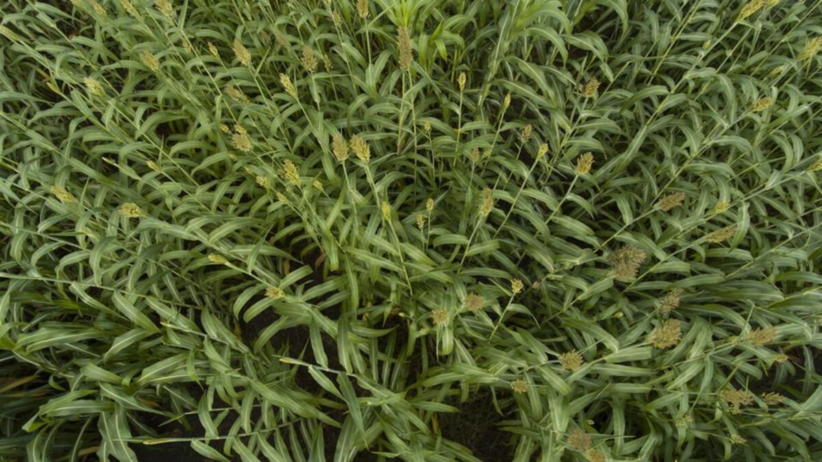 Sorghum