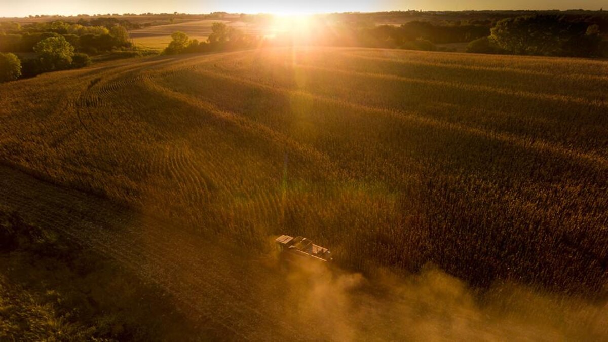 A field at sunset. Links to larger image.