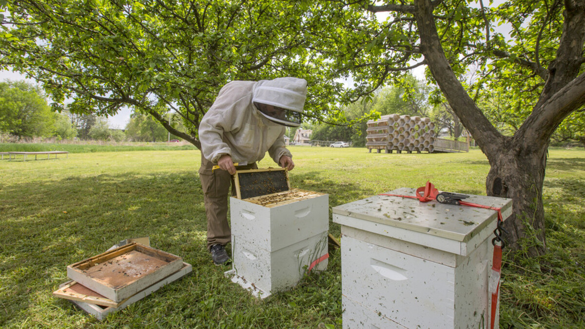 Bee Hive