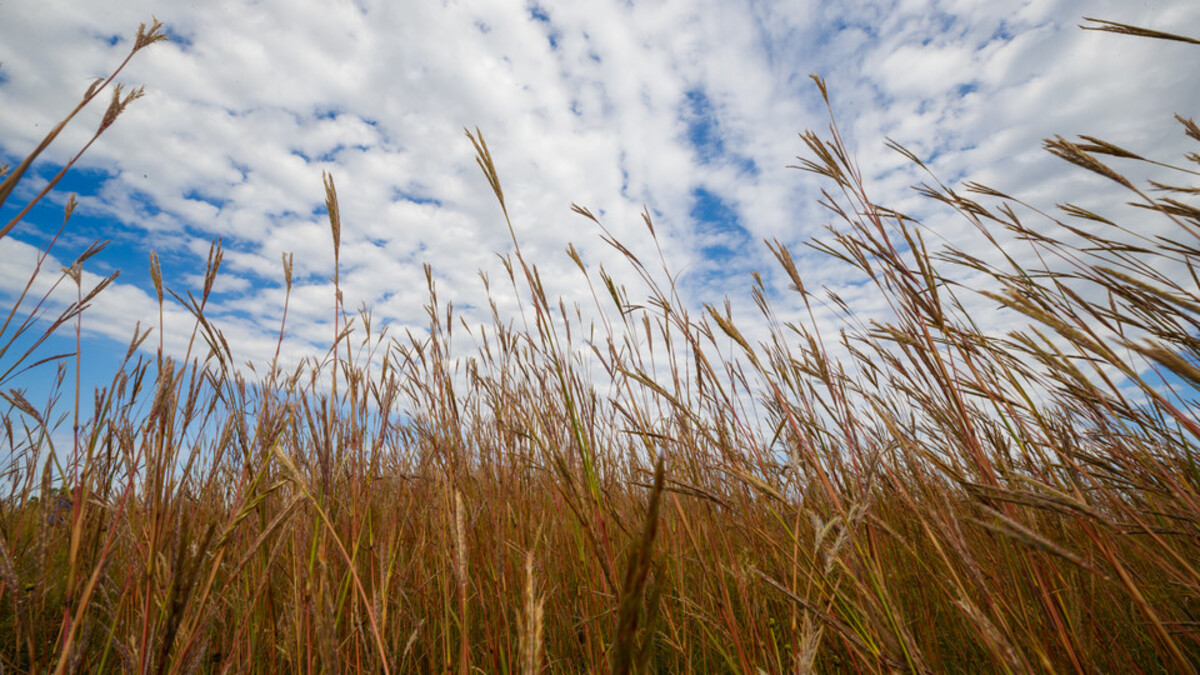 Nine-Mile Prairie