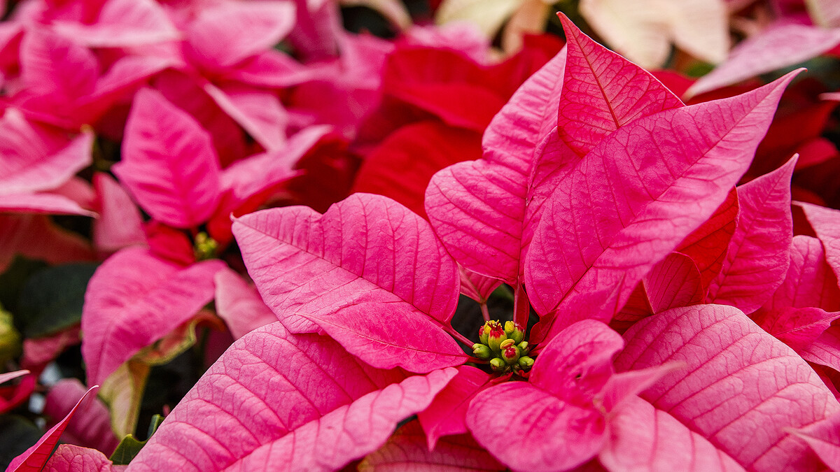 poinsettia