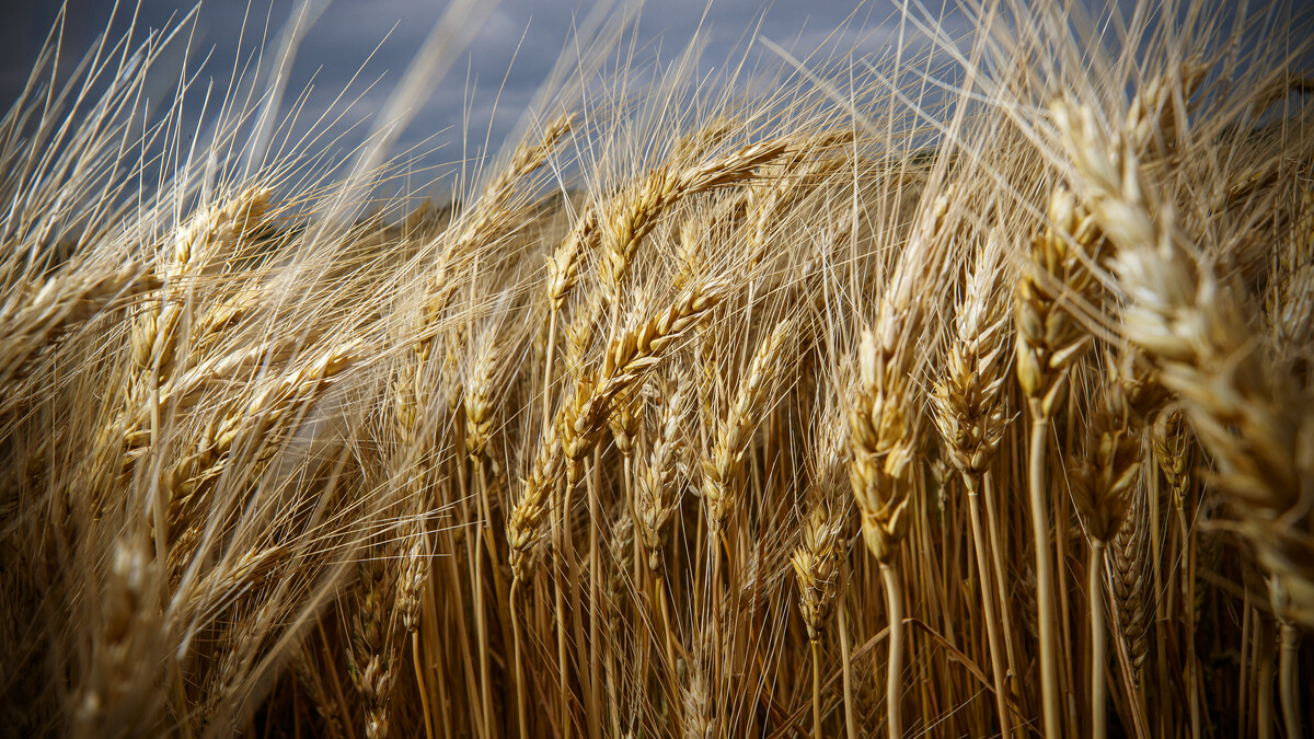 wheat