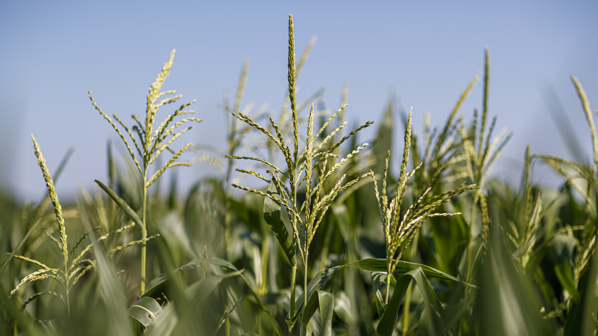 Corn