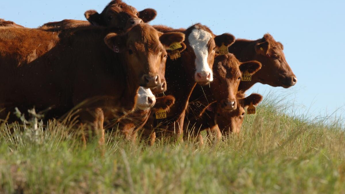 Grazing Conference 