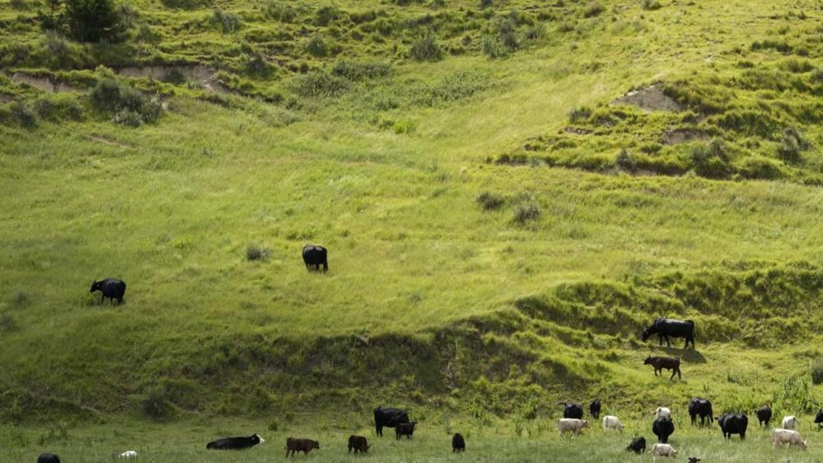 Grassland Studies