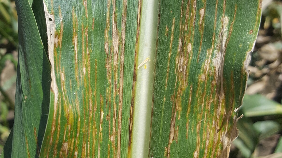 Bacterial Leaf Streak