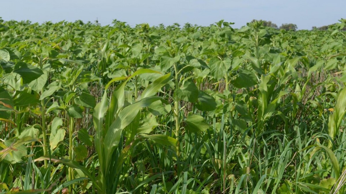 Cover Crops