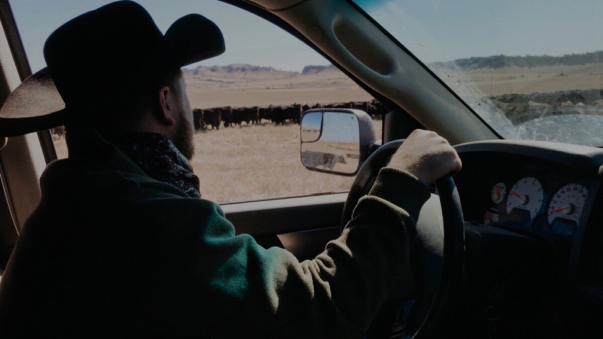 Kane Wellnitz looking out truck window at cattle