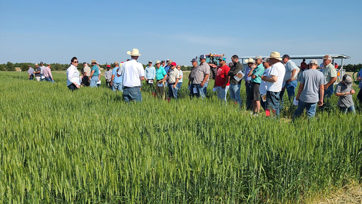 wheat field tour 