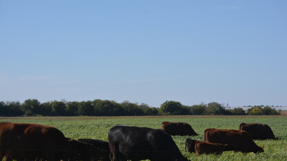 cattle grazing