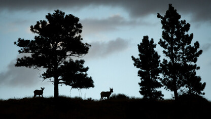 High Plains Wild