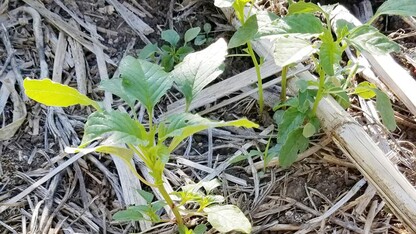 palmer amaranth 