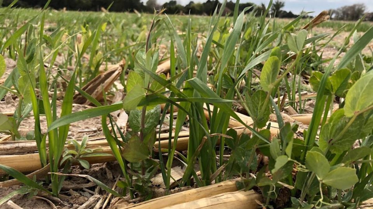 cover crops in a field