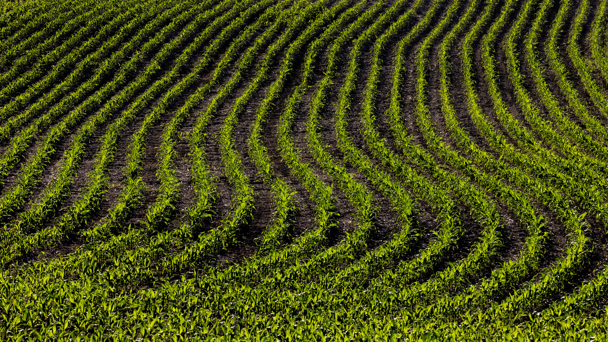 corn field