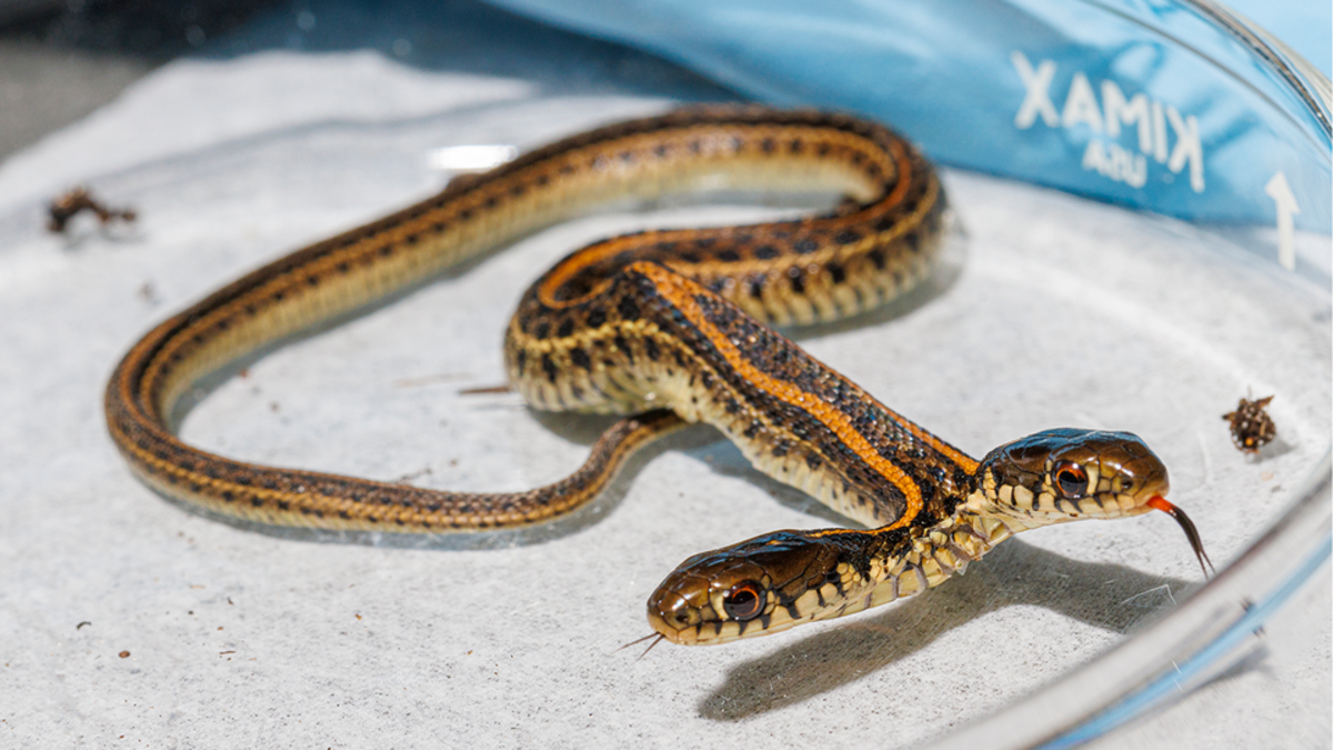 two-headed gartersnake