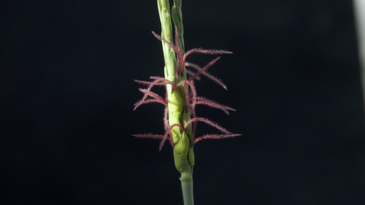 Tripsacum