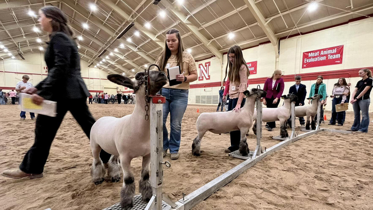 Nebraska 4-H livestock judging