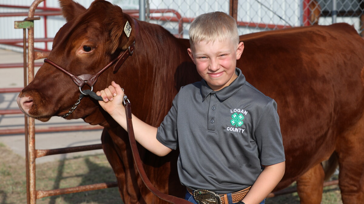 beef showman