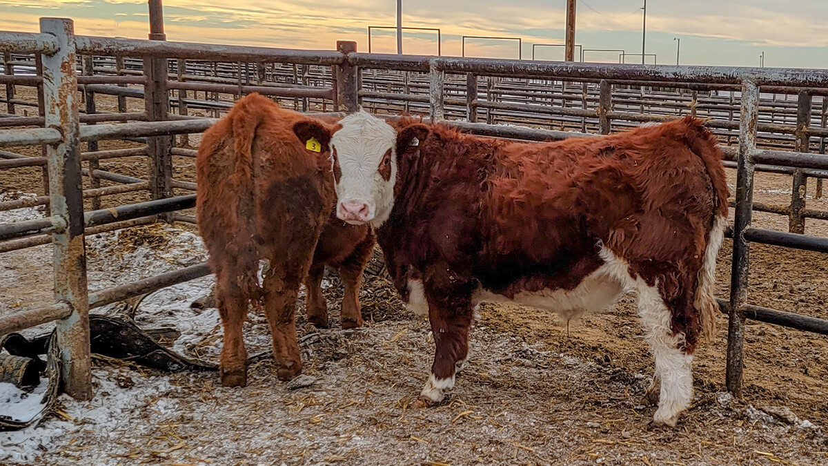 hereford cattle