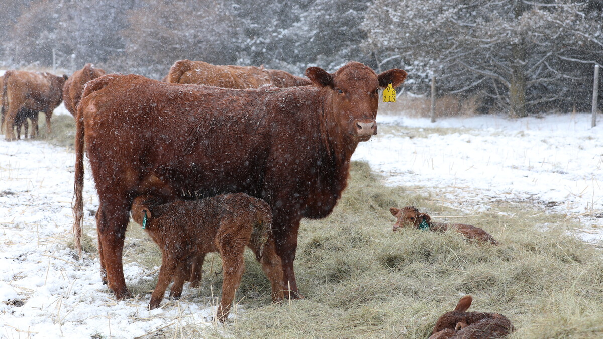 cow calf pair
