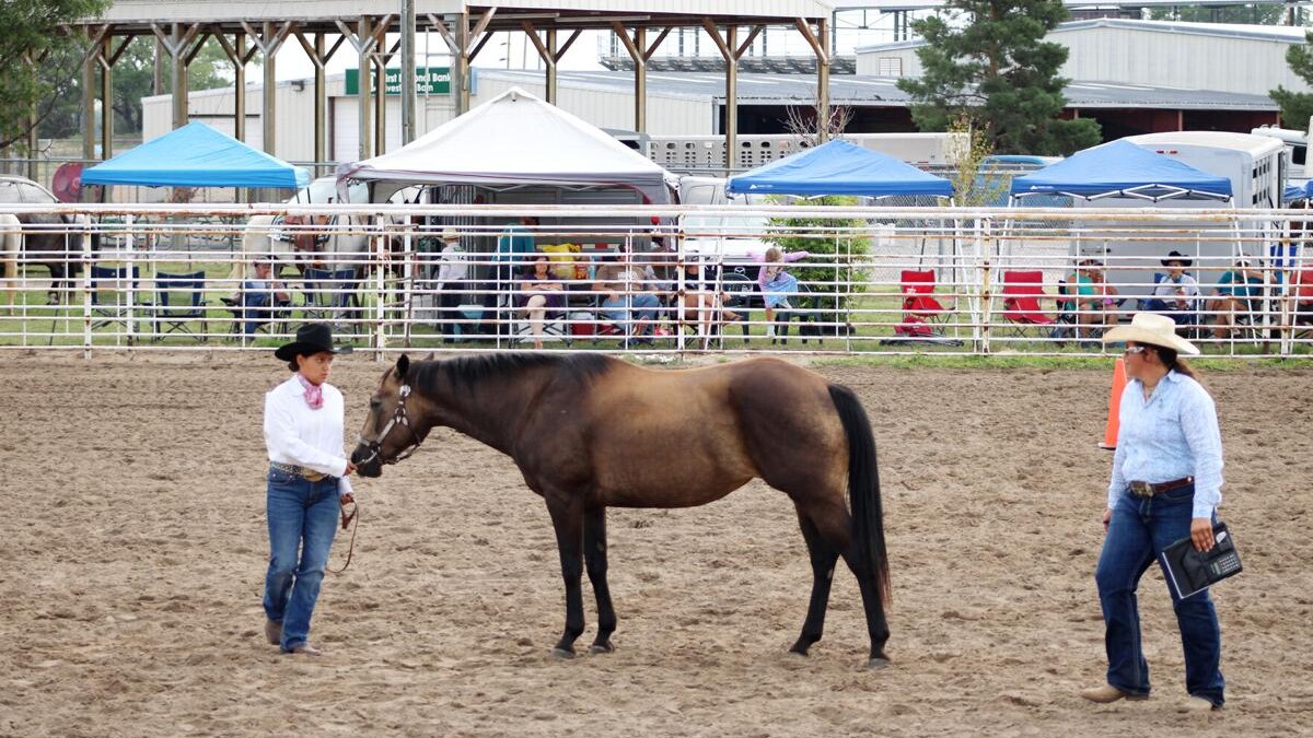 horse 4-H