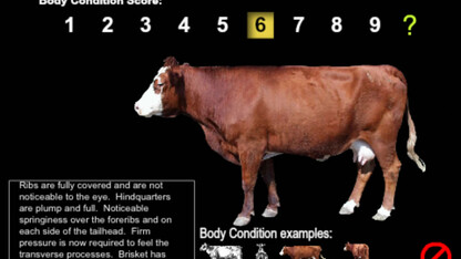 An example of body condition score. Links to larger image.