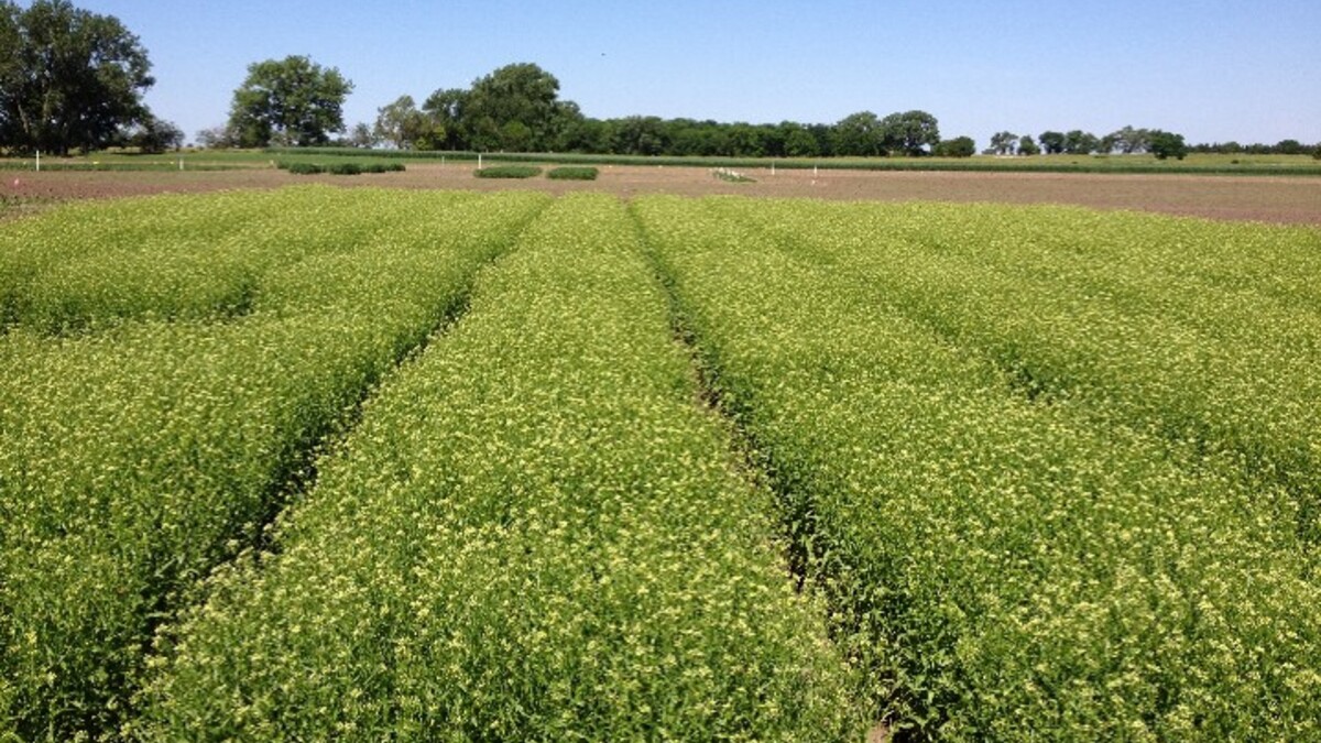 a crop field