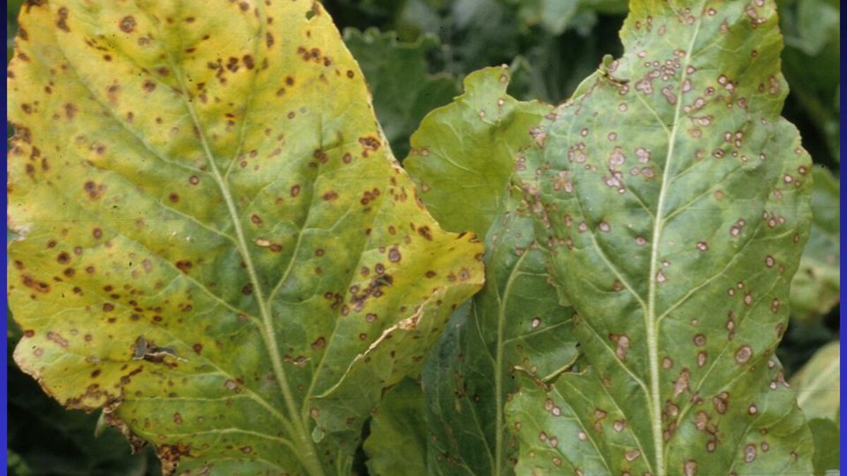 Cercospora leaf spot 