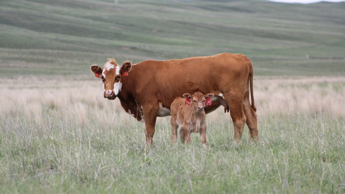 cattle