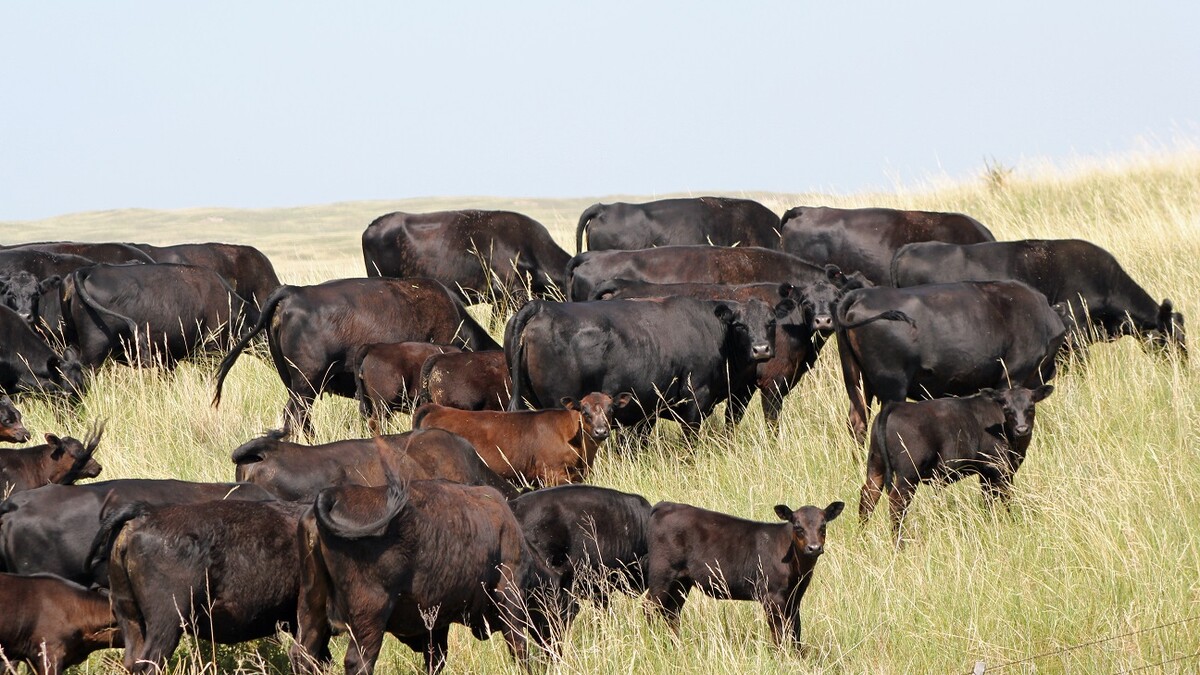 Grazing