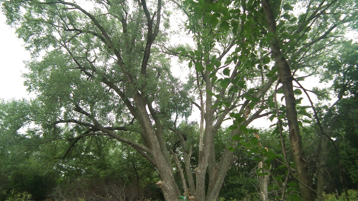 cottonwood tree