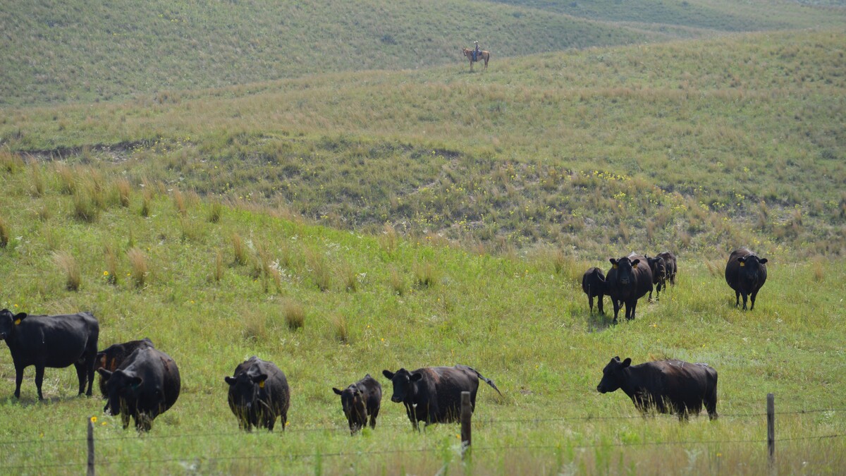 cattle in pasture