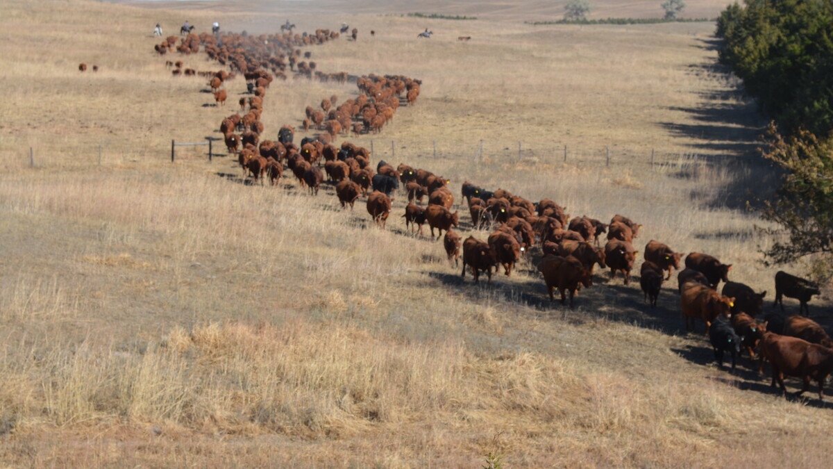 cattle