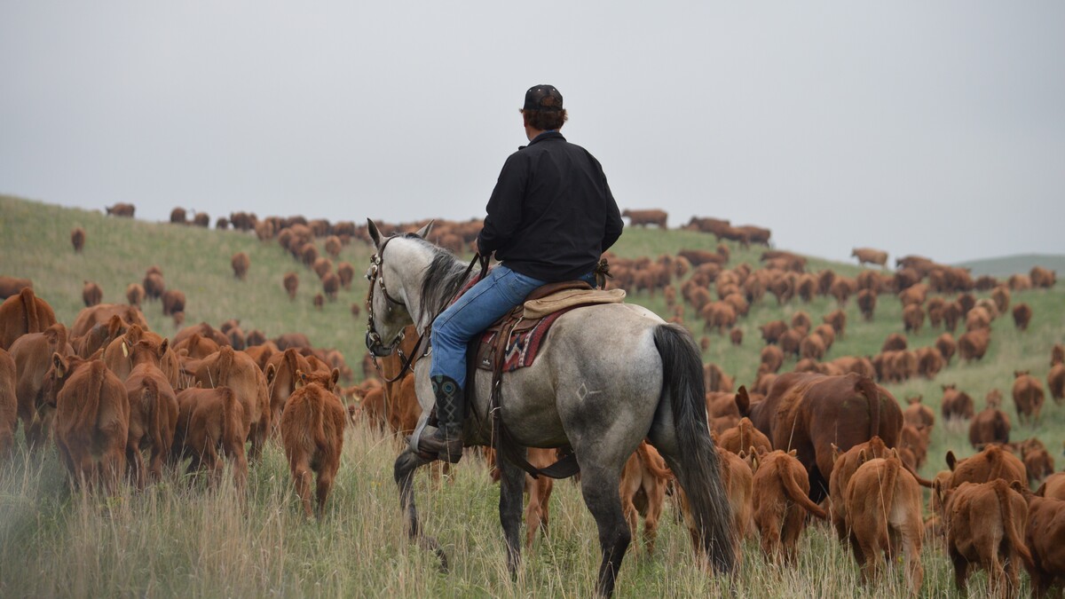 man on a horse