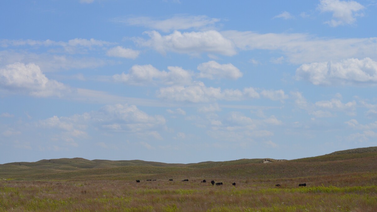 cattle grazing 