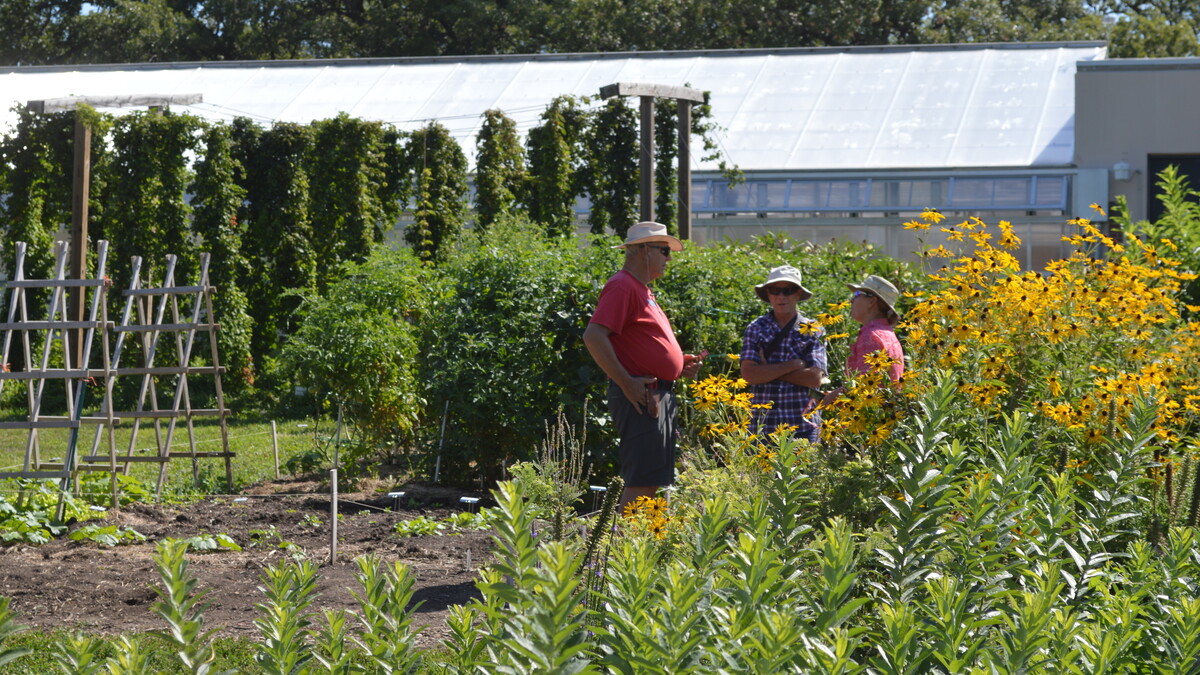 Backyard Farmer Garden